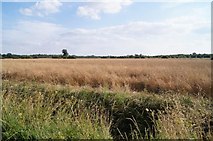 TL5258 : Field south of Little Wilbraham River by Mr Ignavy