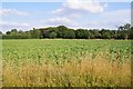 Sugar beet by Wilbraham Road