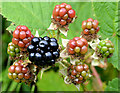 Blackberries, Helen