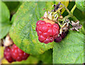 Wild raspberries, Helen