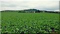 Fodder crop and Mounseybank