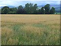 Field of oats near Parkside Farm