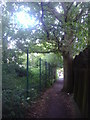 Tree growing on the path between Valley Drive and Slough Lane