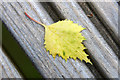 Silver Birch (Betula pendula) leaf, Aviemore