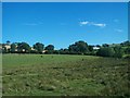 Grazing cattle south of the Ballydugan Road