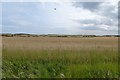 NU1632 : Farmland near Humbleton Hill by DS Pugh