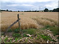 Cornfield next to Dux Court Road