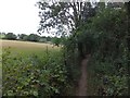 Part of the footpath by the river Tavy near Bere Ferrers