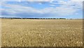 Barley, Spalefield