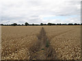 Path through wheat to Oxen End