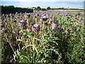 Globe artichoke in field next to Roper