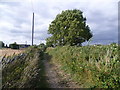 The Saxon Shore Way near Hoo St Werburgh