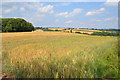 Barley field near Yatton Church