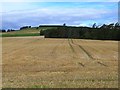 Recently harvested cereal crop at Lundie