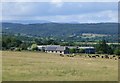 Cattle in pasture