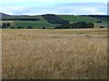 Barley field near Dalhousie Bridge