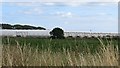 Polytunnels, Barnsmuir