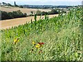 Fields between Dalton Magna and Dalton Parva