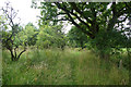 Path near Southton of Blackruthven, near Perth