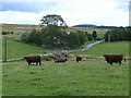 Cattle at Burnside of Drimmie