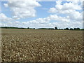 Wheat Field