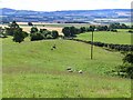 Sheep grazing below the Hill of St Fink