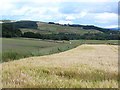 Barley field at West Tullyfergus