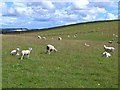 Field of sheep on the northern slopes of the Hill of Alyth