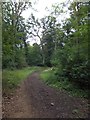 Bridlepath into Ashridge Wood