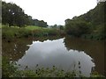 One of several pools on the north of Ashridge Wood