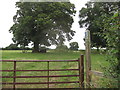 Footpath with a magnificent specimen of Sweet Chestnut