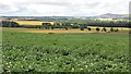 Potato field, Ovenstone