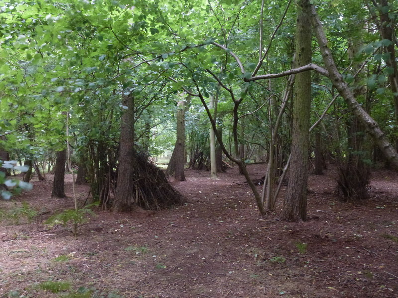 Dens in Bourne Woods © Bob Harvey :: Geograph Britain and Ireland