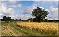 TL3326 : Farm track NE of Leycroft by Kim Fyson