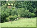 Sheep seeking shade