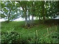 Group of oaks by Cefn-y-Vaynor Plantation