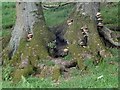 Bracket fungi on oaks by Cefn-y-Vaynor Plantation