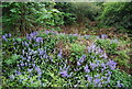 Bluebells, Mitcham Common