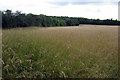 TL0540 : Grassy field margin by Bury Farm by Philip Jeffrey