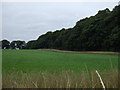 Farmland and woodland, Little Belvoir