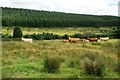 Edderton Burn Farmland View