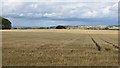 Barley, West Muirhouse