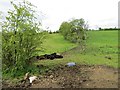 Cattle, Acre Valley