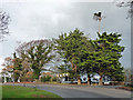 Conifers near Henfield