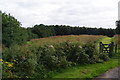 The site of the Roman fort, Doune