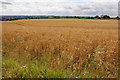 Wheatfield at Naseby