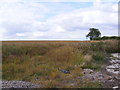 TM3269 : Field near the former Badingham Hall by Geographer