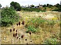 Overgrown playing field