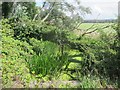 Rhyne on Weston Moor