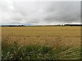 Wheat, Kirkton of Monikie